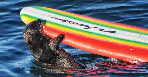 Surfboard-hopping sea otter continues to give authorities the slip